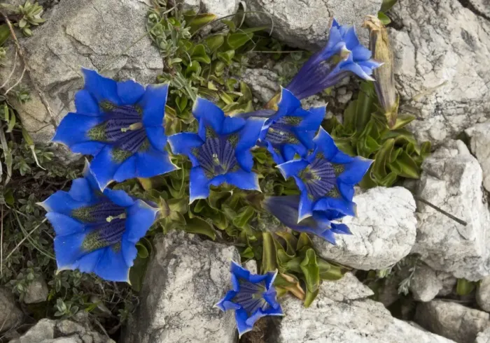 Framed Print : Ligurian Trumpet Gentian (Gentiana ligustica) flowering, Gran Sasso N. P. Apennines, Italy, May Framed Print : Ligurian Trumpet Gentian (Gentiana ligustica) flowering, Gran Sasso N. P. Apennines, Italy, May