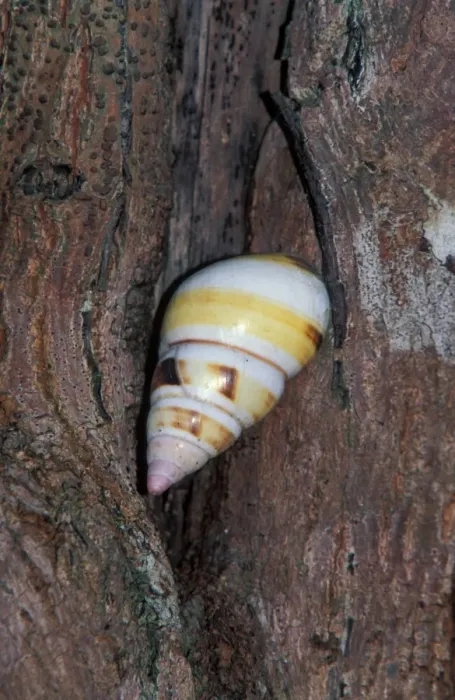 Framed Print : Liguus Tree Snail (Liguus fasciatus) Florida Framed Print : Liguus Tree Snail (Liguus fasciatus) Florida