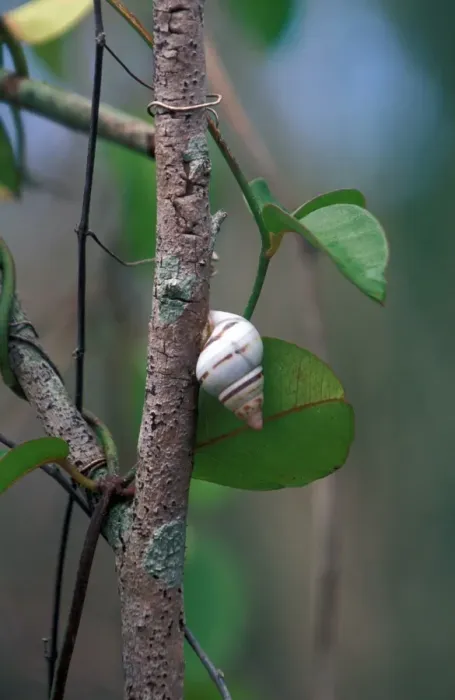 Framed Print : Liguus Tree Snail (Liguus fasciatus pictus) Florida Framed Print : Liguus Tree Snail (Liguus fasciatus pictus) Florida
