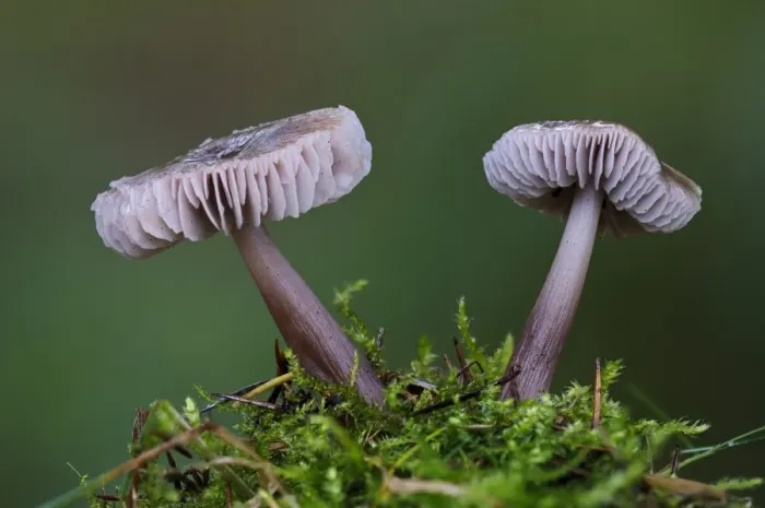 Framed Print : Lilac Bonnet (Mycena pura) two fruiting bodies, growing amongst moss, Clumber Park, Nottinghamshire, England, October