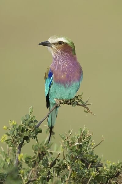 Lilac-breasted Roller (Coracias caudata) adult, perched on branch, Serengeti N. P. Tanzania