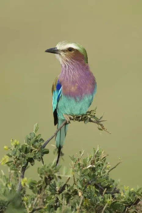 Framed Print : Lilac-breasted Roller (Coracias caudata) adult, perched on branch, Serengeti N. P. Tanzania Framed Print : Lilac-breasted Roller (Coracias caudata) adult, perched on branch, Serengeti N. P. Tanzania