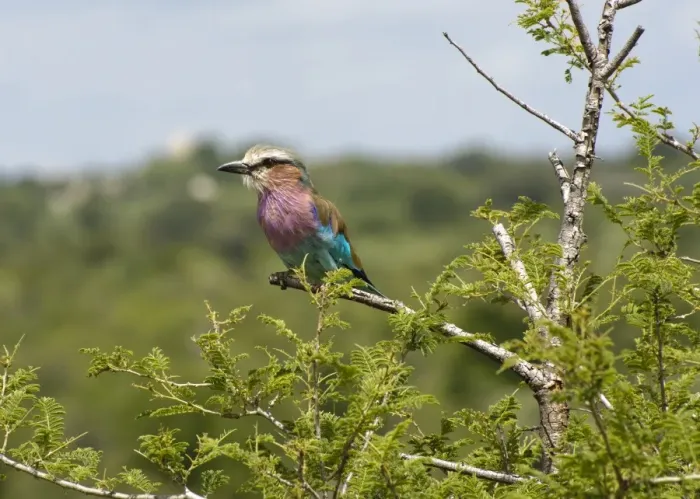 Framed Print : Lilac-breasted Roller (Coracias caudata) adult, perched on branch, Kruger N. P. Mpumalanga, South Africa Framed Print : Lilac-breasted Roller (Coracias caudata) adult, perched on branch, Kruger N. P. Mpumalanga, South Africa