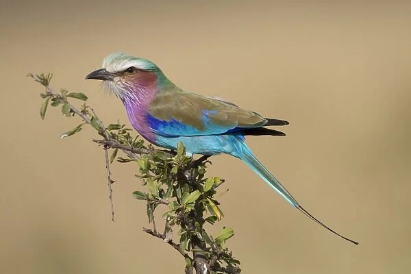 Lilac-breasted Roller (Coracias caudata) adult, perched on branch, Masai Mara, Kenya, August