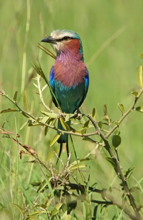 Framed Print : Lilac-breasted Roller (Coracias caudata) adult perched, Masaii Mara, Kenya Framed Print : Lilac-breasted Roller (Coracias caudata) adult perched, Masaii Mara, Kenya