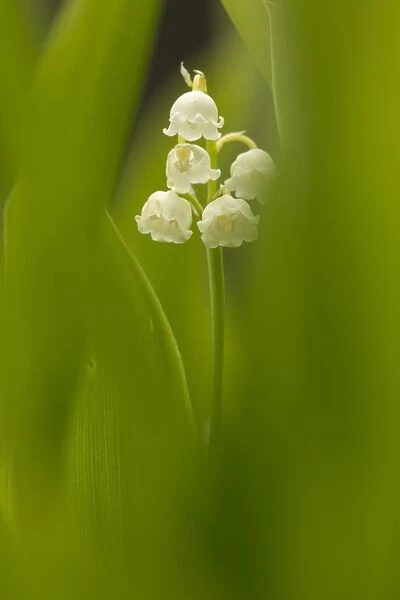 Lily-of-the-valley (Convallaria majalis) flowering, amongst green leaves, Derbyshire, England, June