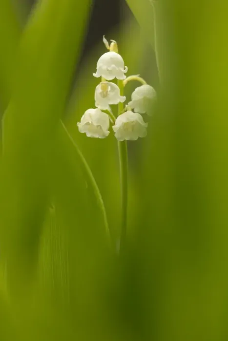 Framed Print : Lily-of-the-valley (Convallaria majalis) flowering, amongst green leaves, Derbyshire, England, June Framed Print : Lily-of-the-valley (Convallaria majalis) flowering, amongst green leaves, Derbyshire, England, June