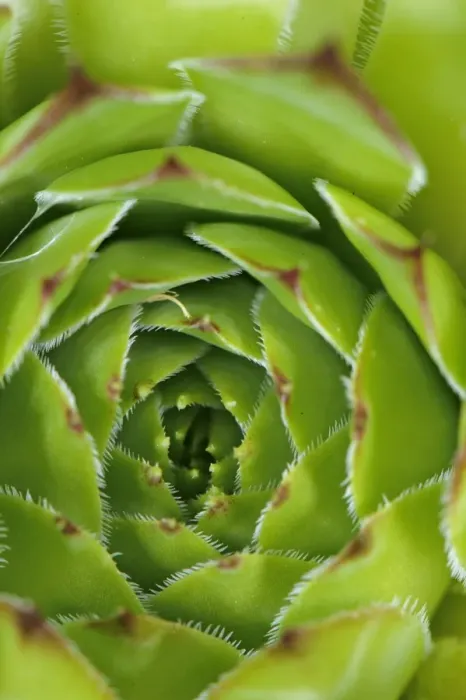 Framed Print : Limestone Houseleek (Sempervivum calcareum) close-up of leaf rosette, Italy, july Framed Print : Limestone Houseleek (Sempervivum calcareum) close-up of leaf rosette, Italy, july