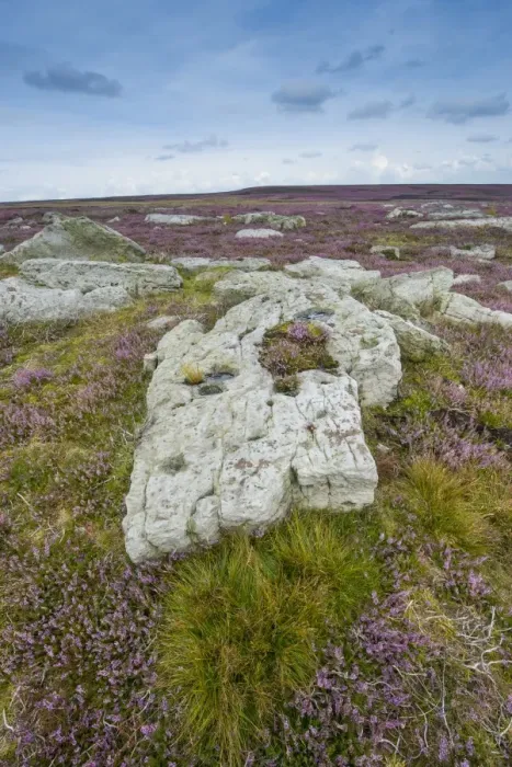 Framed Print : Limestone pavement amongst flowering Common Heather (Calluna vulgaris) on moorland habitat, North York Moors N. P Framed Print : Limestone pavement amongst flowering Common Heather (Calluna vulgaris) on moorland habitat, North York Moors N. P
