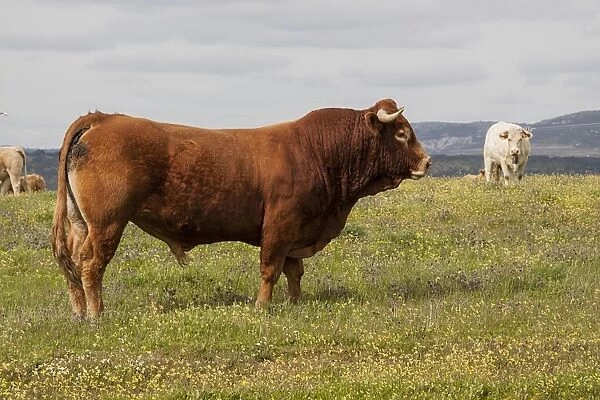 Limousin bull with charolais cow behind - Extremadura, Spain