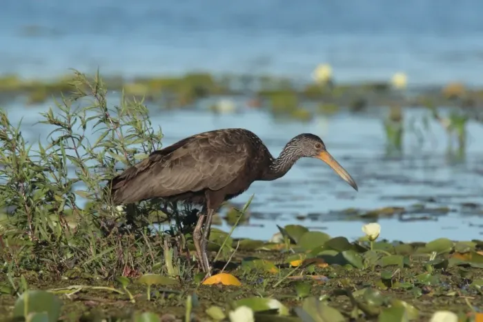 Framed Print : Limpkin (Aeamus guarauna guarauna) adult, standing in water, Ibera, Corrientes, Argentina, november Framed Print : Limpkin (Aeamus guarauna guarauna) adult, standing in water, Ibera, Corrientes, Argentina, november