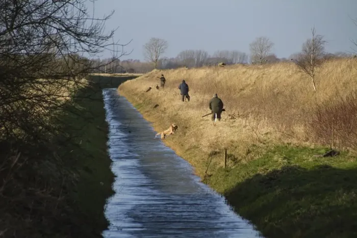 Framed Print : Line of Men with 12 bore shotguns, at pheasant and duck shoot waiting for the beaters to flush the birds out of