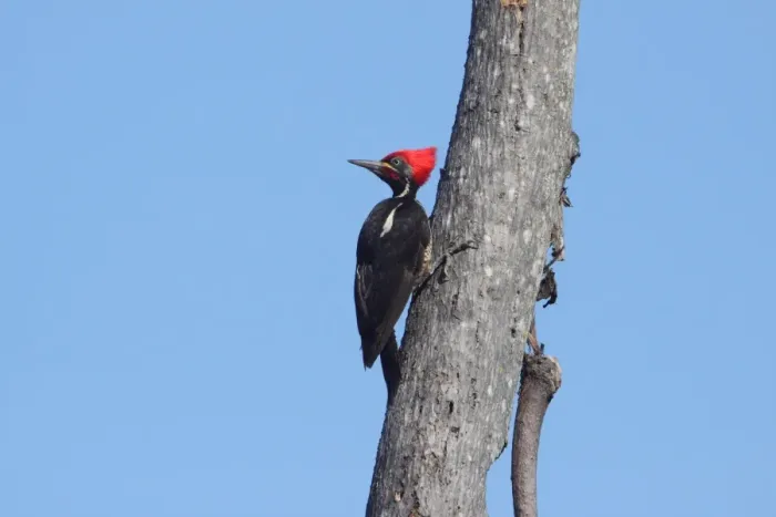 Framed Print : Lineated Woodpecker (Dryocopus lineatus) adult male, foraging on tree trunk, Costa Rica, february