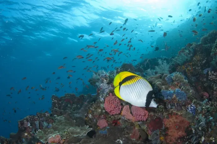 Framed Print : Lined Butterflyfish (Chaetodon lineolatus) adult, swimming in reef habitat, Batu Bulong, Tatawa Besar Island