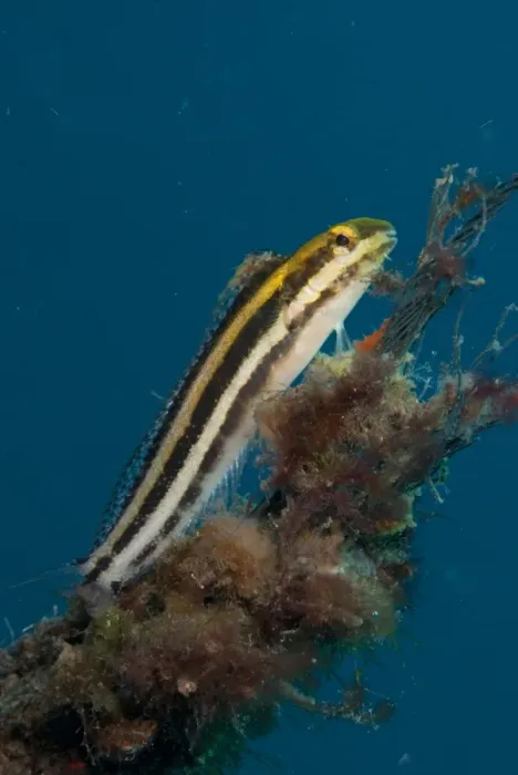 Framed Print : Lined Fangblenny (Meiacanthus lineatus) adult, resting on coral encrusted rope, Lembeh Straits, Sulawesi Framed Print : Lined Fangblenny (Meiacanthus lineatus) adult, resting on coral encrusted rope, Lembeh Straits, Sulawesi