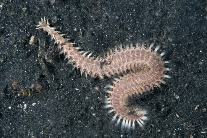 Framed Print : Lined Fireworm (Pherecardia striata) adult, on black sand at night, Lembeh Straits, Sulawesi, Sunda Islands, Indonesia