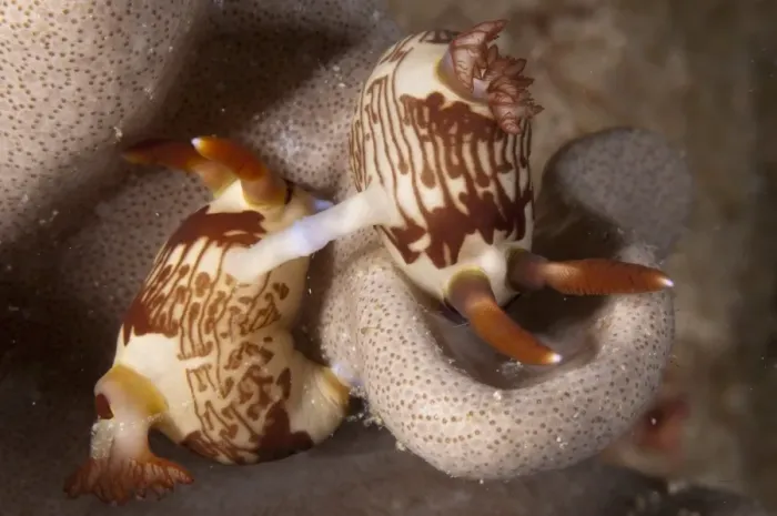 Framed Print : Lined Nembrotha Nudibranch (Nembrotha lineolata) adult pair, mating, Siamil Island, Sabah, Borneo, Malaysia