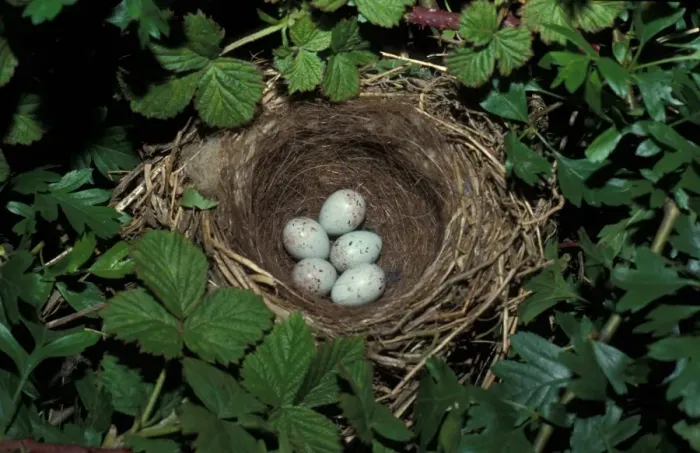 Framed Print : Linnet (Acanthis cannabina) nest with five eggs Framed Print : Linnet (Acanthis cannabina) nest with five eggs