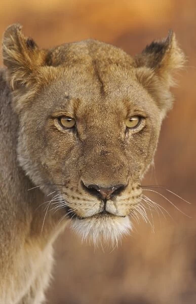 Lion (Panthera leo) adult female, close-up of head at dusk, Kruger N. P. South Africa