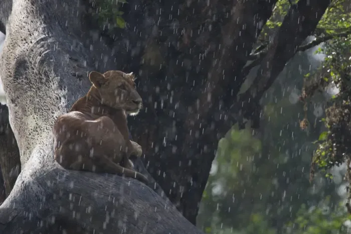 Framed Print : Lion (Panthera leo) adult female, resting on tree branch in rain, watching prey, Nakuru, Kenya
