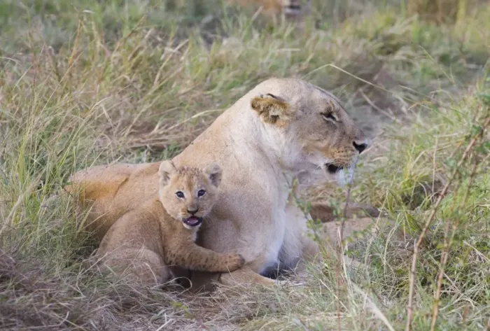 Framed Print : Lion (Panthera leo) adult female with cub, resting, Masai Mara, Kenya Framed Print : Lion (Panthera leo) adult female with cub, resting, Masai Mara, Kenya
