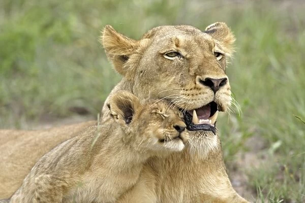 Lion (Panthera leo) Adult female with cub rubbing heads, social behaviour, Sabie Sand Game Reserve, South Africa
