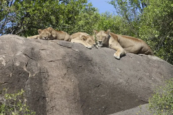 Framed Print : Lion (Panthera leo) adult female with two cubs, sleeping on rock, Serengeti N. P. Tanzania, november Framed Print : Lion (Panthera leo) adult female with two cubs, sleeping on rock, Serengeti N. P. Tanzania, november