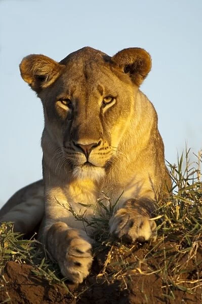 Lion (Panthera leo) adult female, resting, Mashatu Game Reserve, Tuli Block, Botswana