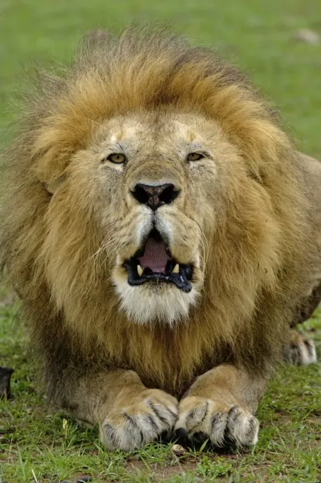 Framed Print : Lion (Panthera leo) adult male, roaring, Masai Mara, Kenya Framed Print : Lion (Panthera leo) adult male, roaring, Masai Mara, Kenya