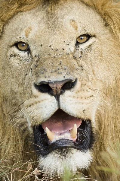 Lion (Panthera leo) adult male, close-up of head, with flies on face, Masai Mara, Kenya