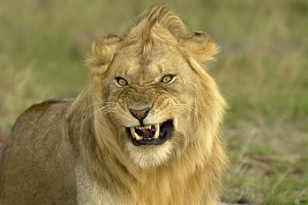 Lion (Panthera leo) adult male, close-up of head, snarling, Masai Mara, Kenya