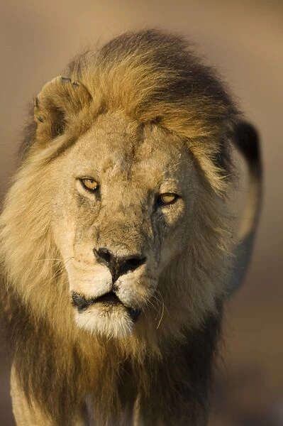 Lion (Panthera leo) adult male, close-up of head, Serengeti N. P. Tanzania