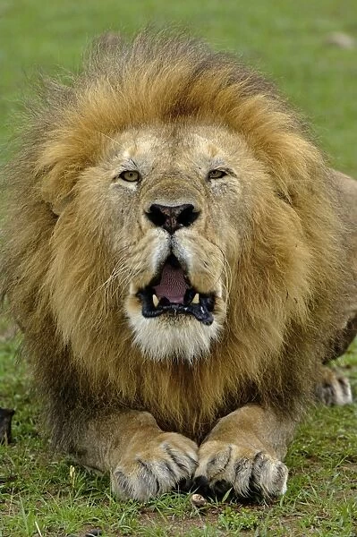 Lion (Panthera leo) adult male, roaring, Masai Mara, Kenya