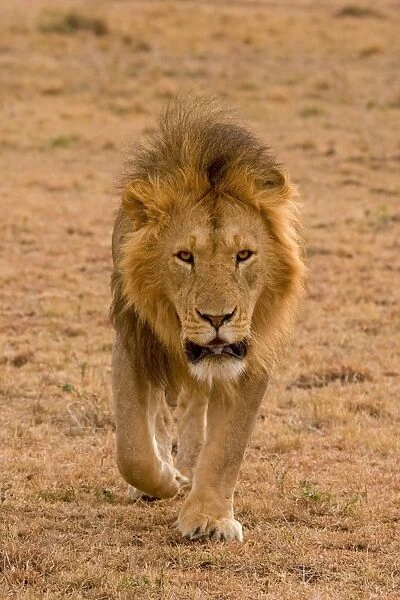 Lion (Panthera leo) adult male, walking, Masai Mara, Kenya