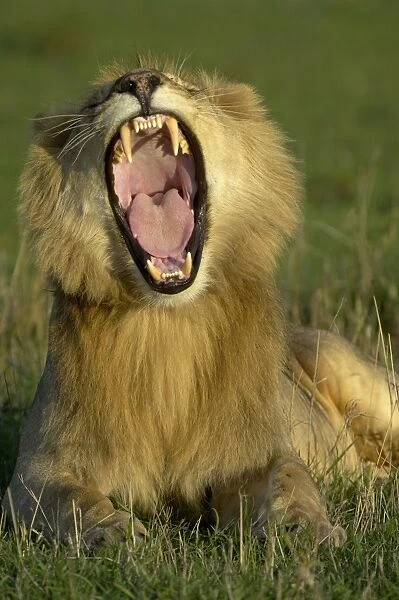 Lion (Panthera leo) adult male, yawning in evening, Masai Mara, Kenya