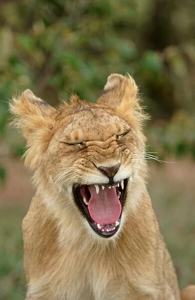 Lion (Panthera leo) close-up of cub yawning, Masaii Mara, Kenya