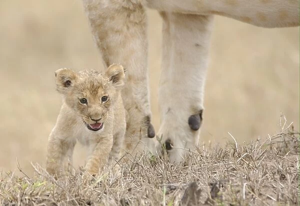 Lion (Panthera leo) cub, calling, lost and parted from mother, Masai Mara, Kenya