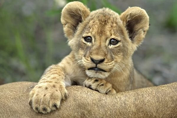 Lion (Panthera leo) Cub with paws on adult, Sabie Sand Game Reserve, South Africa