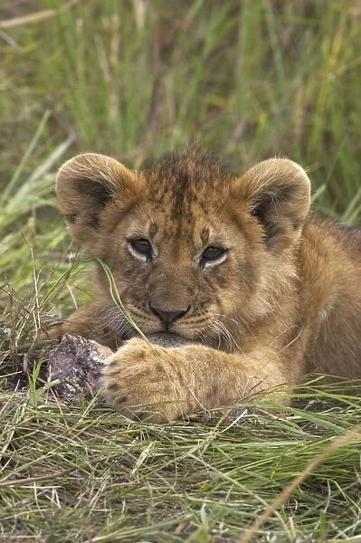 Lion (Panthera leo) cub playing with stone, Kenya
