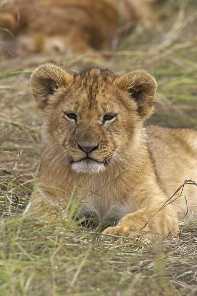 Lion (Panthera leo) cub resting, Kenya