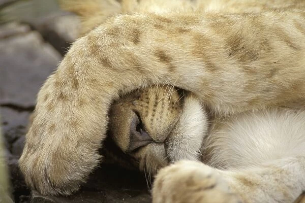 Lion (Panthera leo) Cub sleeping with paw over face - Masai Mara Wildlife Reserve, Kenya