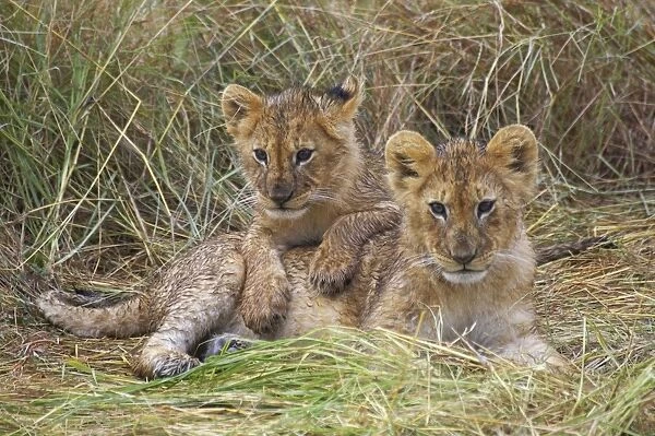 Lion (Panthera leo) two cubs resting, Kenya