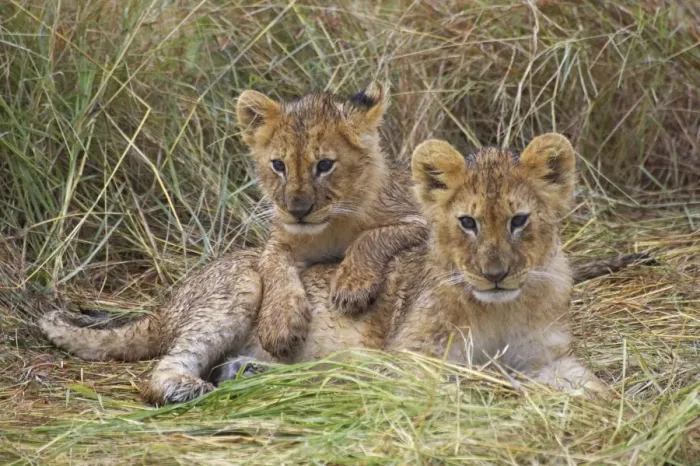 Framed Print : Lion (Panthera leo) two cubs resting, Kenya