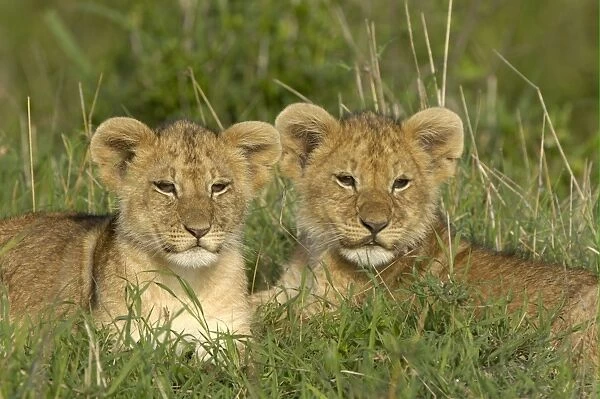 Lion (Panthera leo) two cubs, resting together, Masai Mara, Kenya