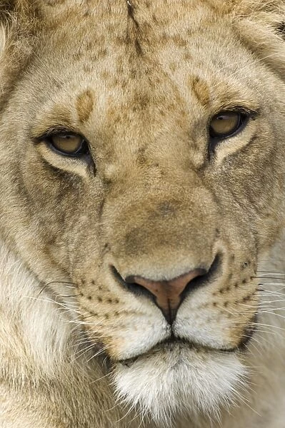 Lion (Panthera leo) immature, close-up of face, Serengeti N. P. Tanzania