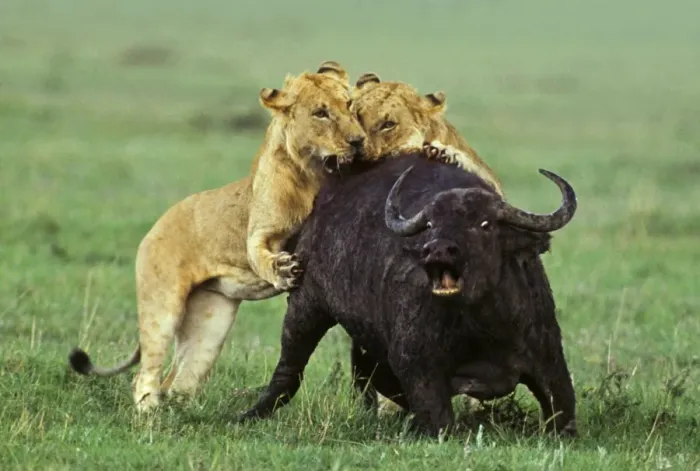 Framed Print : Lion (Panthera leo) two immature males, hunting and killing African Buffalo (Syncerus caffer), Masai Mara, Kenya Framed Print : Lion (Panthera leo) two immature males, hunting and killing African Buffalo (Syncerus caffer), Masai Mara, Kenya