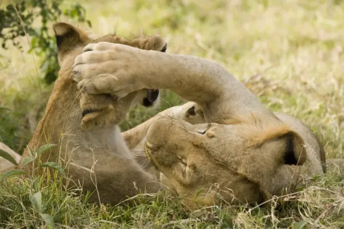 Framed Print : Lion (Panthera leo) two juveniles, playfighting, Masai Mara National Reserve, Kenya Framed Print : Lion (Panthera leo) two juveniles, playfighting, Masai Mara National Reserve, Kenya
