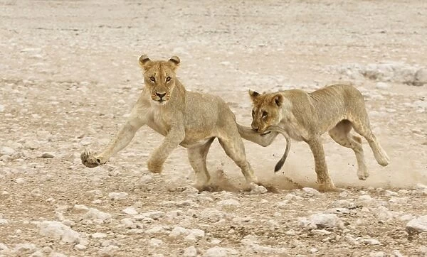 Lion (Panthera leo) two juveniles, running and playing, one biting others tail, Etosha N. P. Namibia