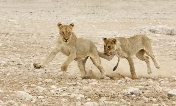 Framed Print : Lion (Panthera leo) two juveniles, running and playing, one biting others tail, Etosha N. P. Namibia