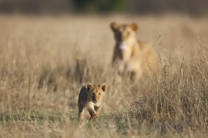 Framed Print : Lion (Panthera leo) six-week old cub, walking, with adult female in background, Masai Mara, Kenya Framed Print : Lion (Panthera leo) six-week old cub, walking, with adult female in background, Masai Mara, Kenya
